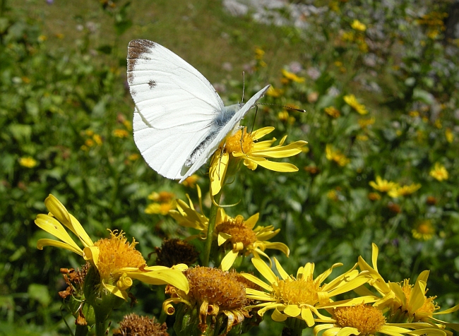 Pieridae